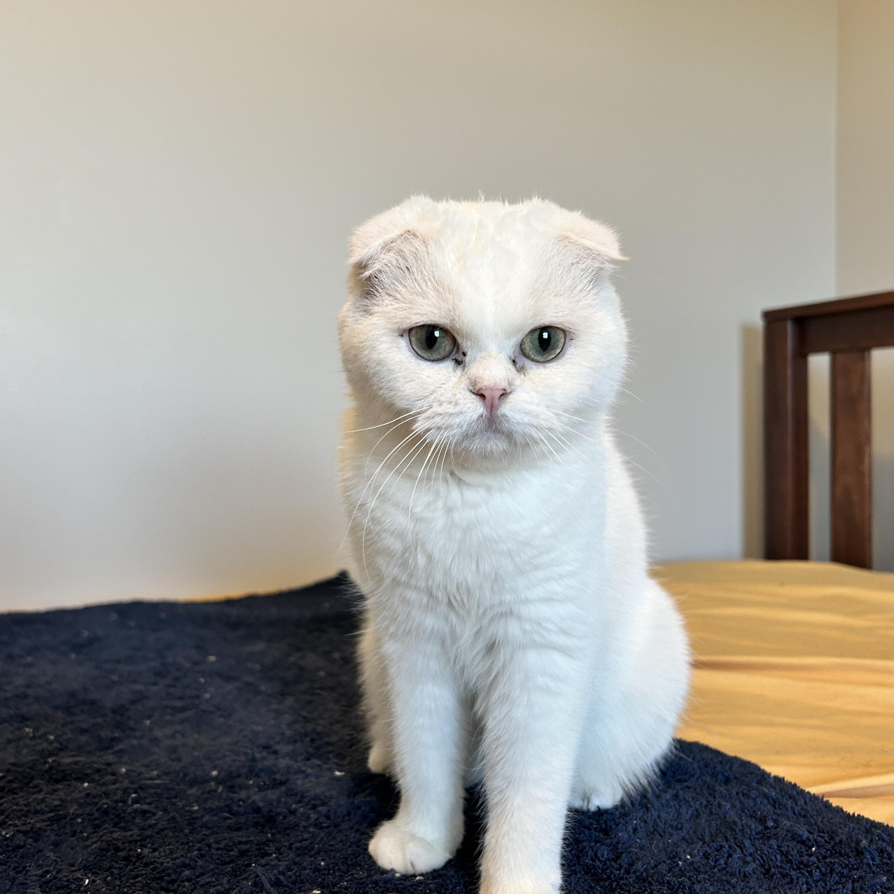 Samson, Adopted, Young Male Scottish Fold.