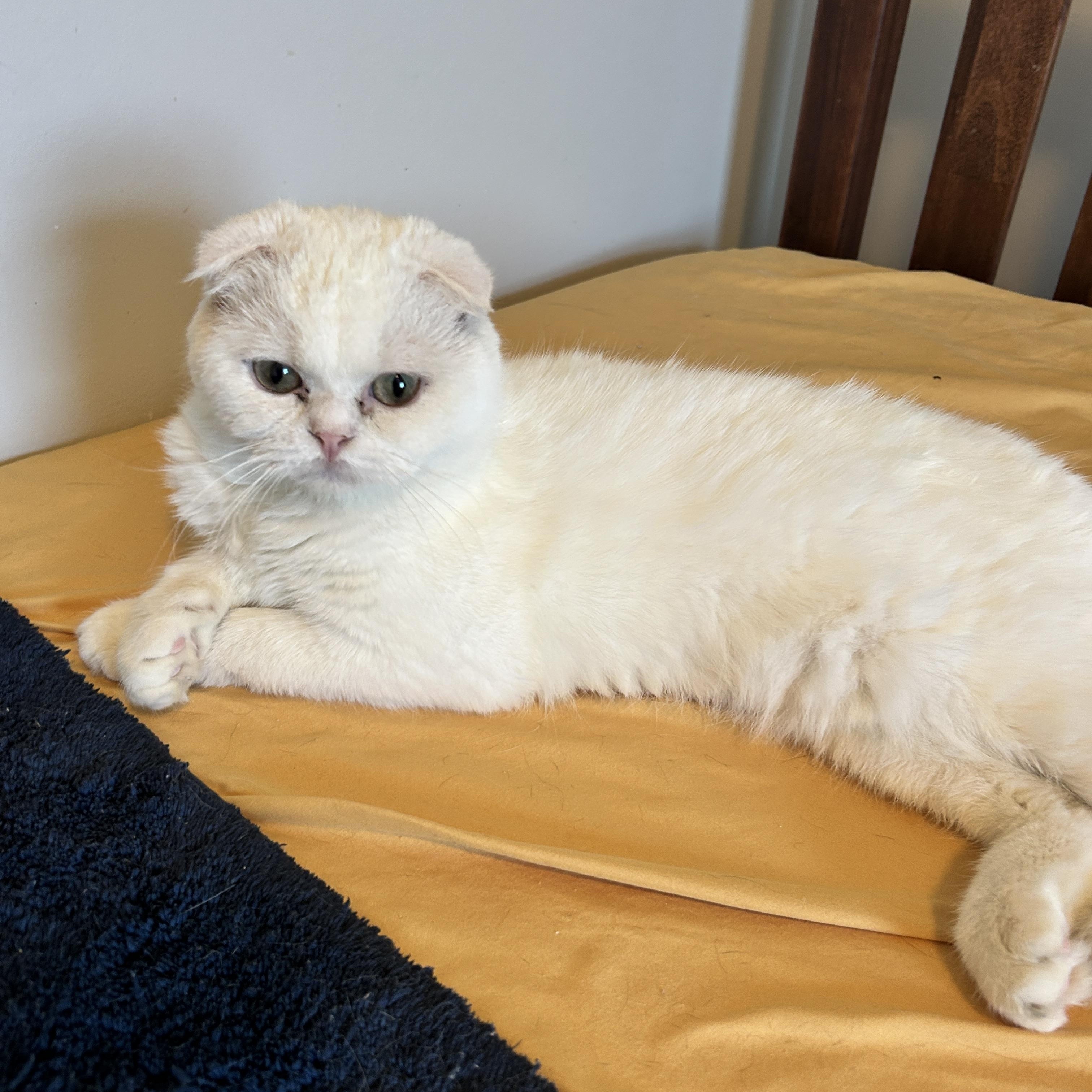 Enlarge Samson, a Adopted Scottish Fold in Lancaster, PA image 4/4