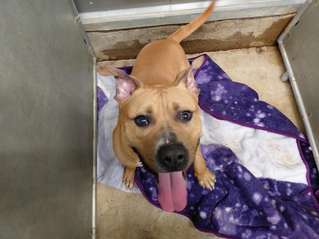 Enlarge Tater, a Adoptable mixed breed in La Porte, IN image 1/2