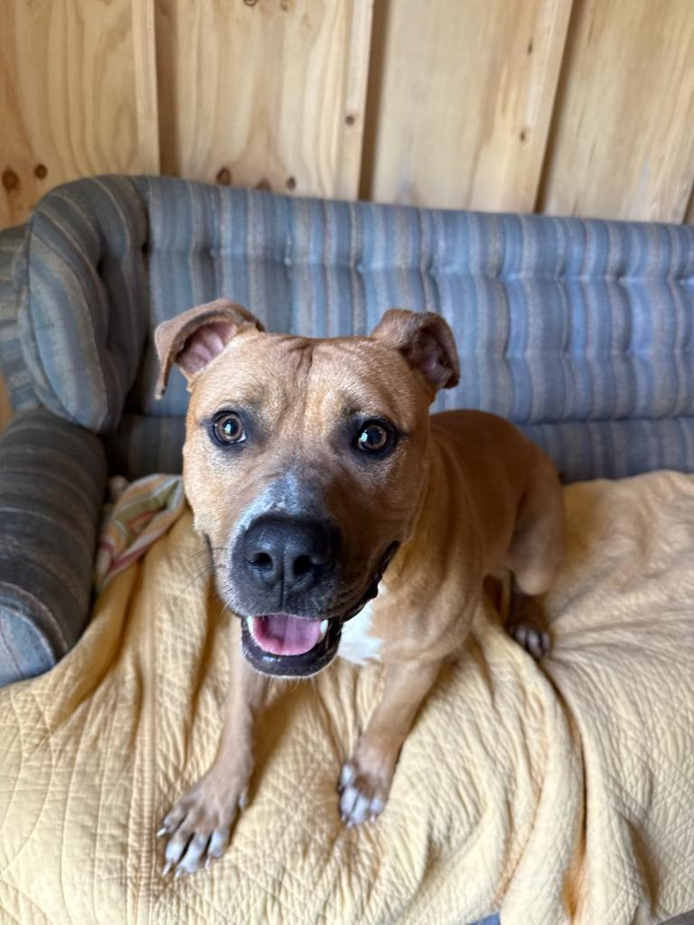 Enlarge Tater, a Adoptable mixed breed in La Porte, IN image 2/2