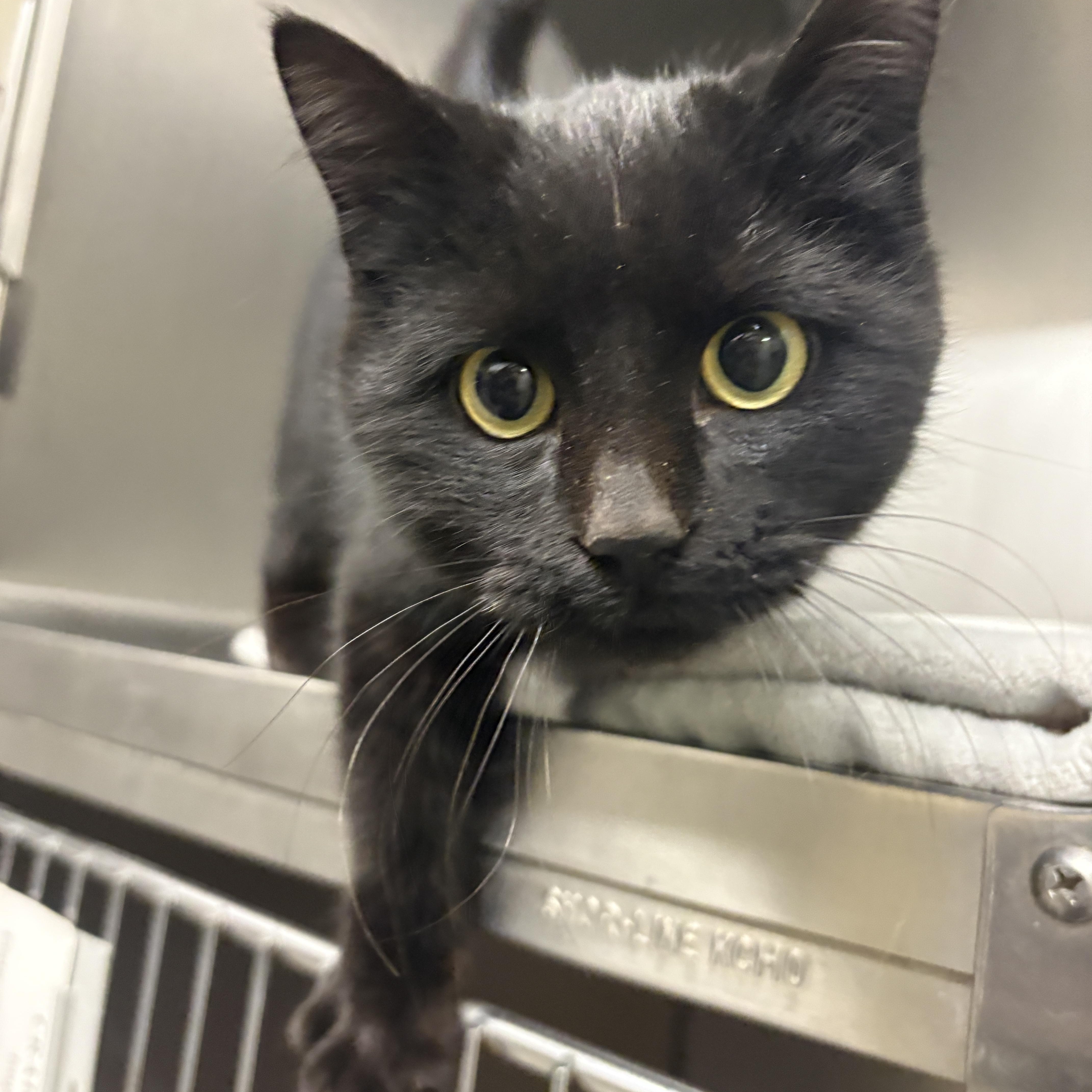 Enlarge Bob, an adopted Domestic Short Hair in Craig, CO image 1/1