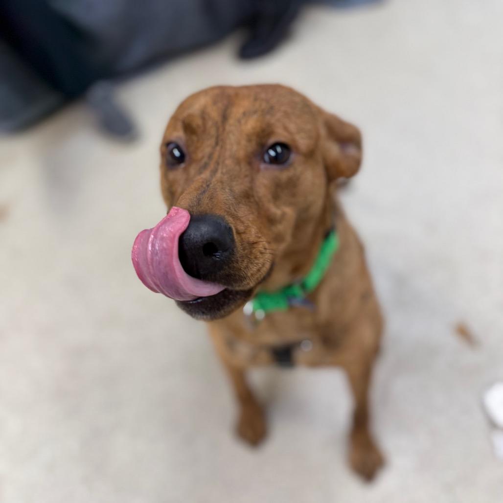 Buddy, Adoptable, Young Male Mountain Cur & Mixed Breed.