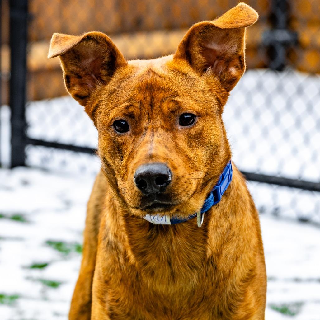 Enlarge Buddy, a Adoptable mixed breed in Naperville, IL image 2/6