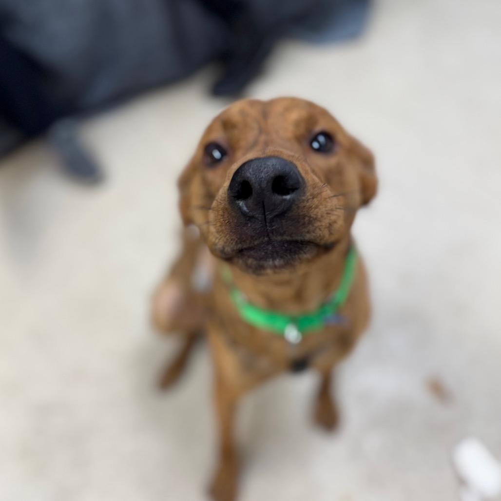 Enlarge Buddy, a Adoptable mixed breed in Naperville, IL image 3/6