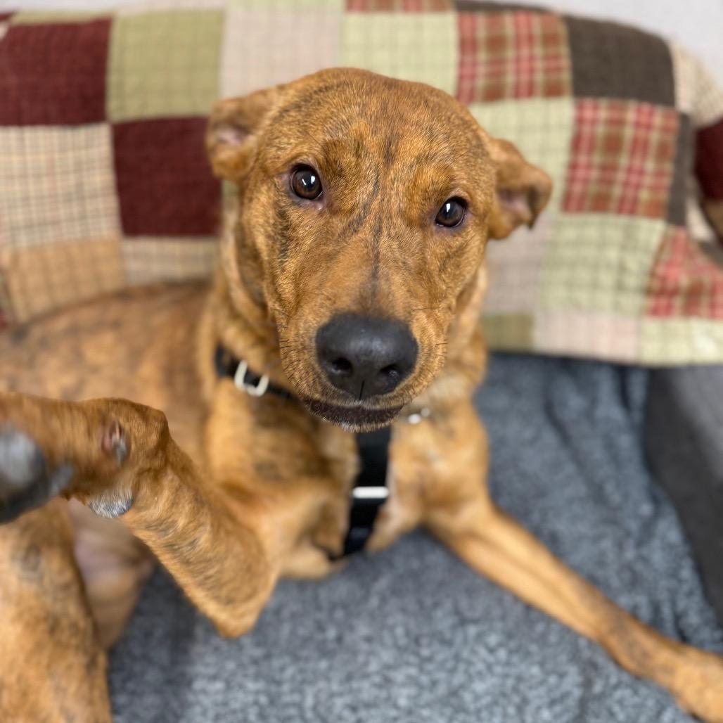 Enlarge Buddy, a Adoptable mixed breed in Naperville, IL image 4/6