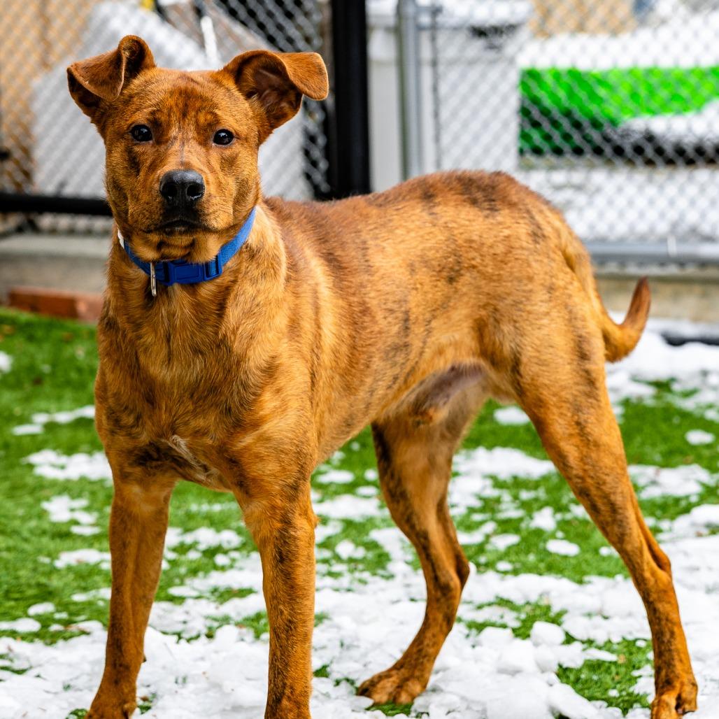 Enlarge Buddy, a Adoptable mixed breed in Naperville, IL image 5/6