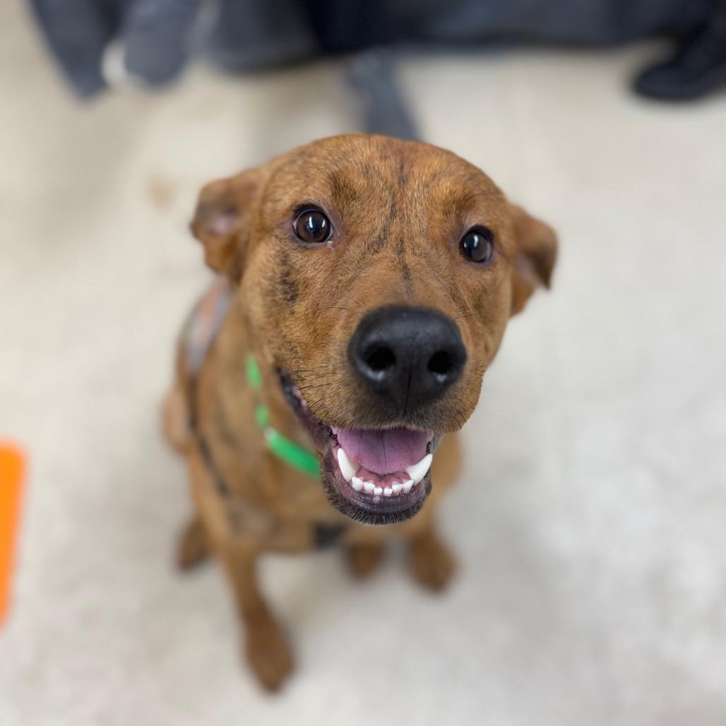 Enlarge Buddy, a Adoptable mixed breed in Naperville, IL image 6/6