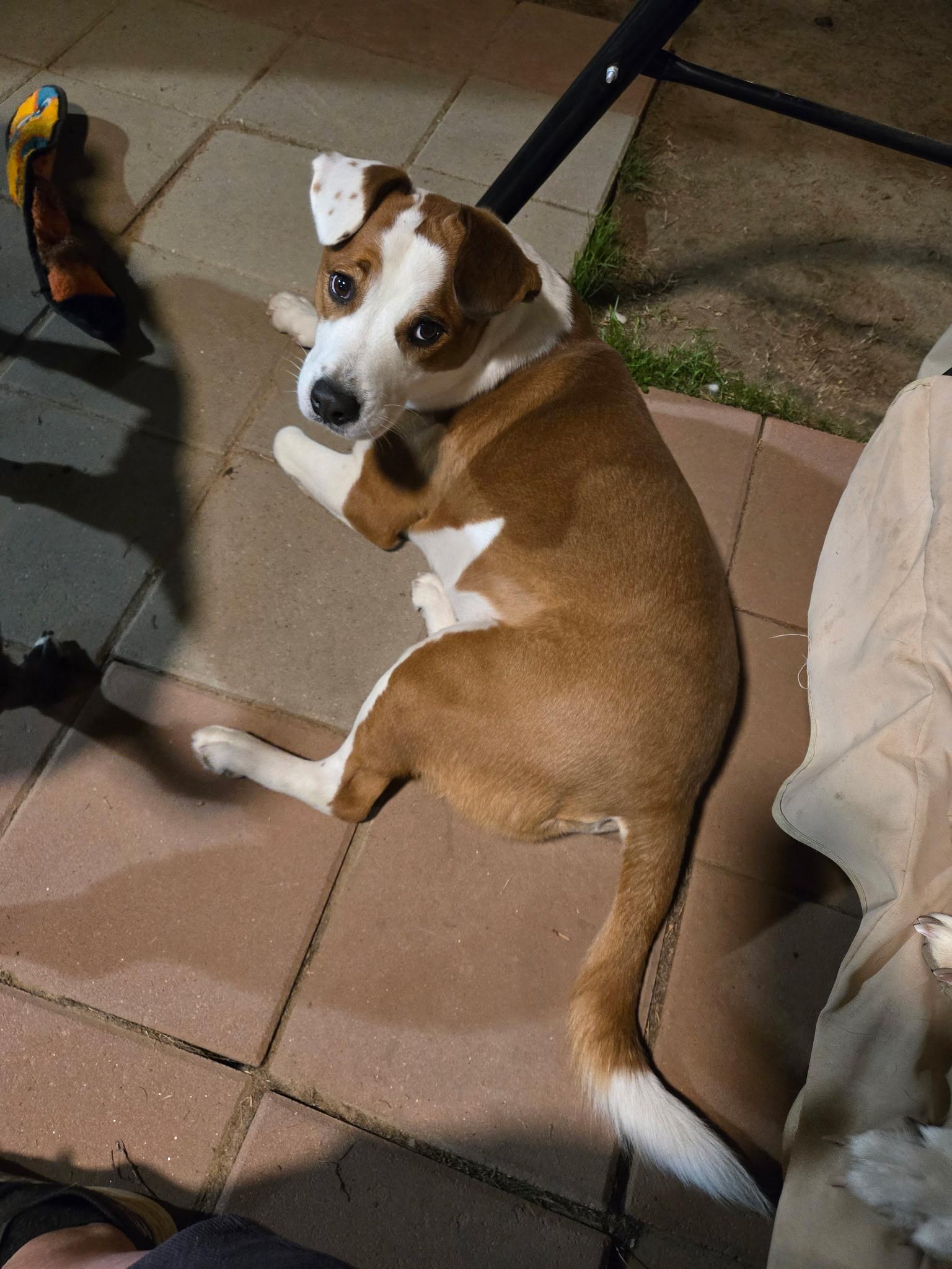 PLUTO, an adopted mixed breed in Bend, OR image 4/6