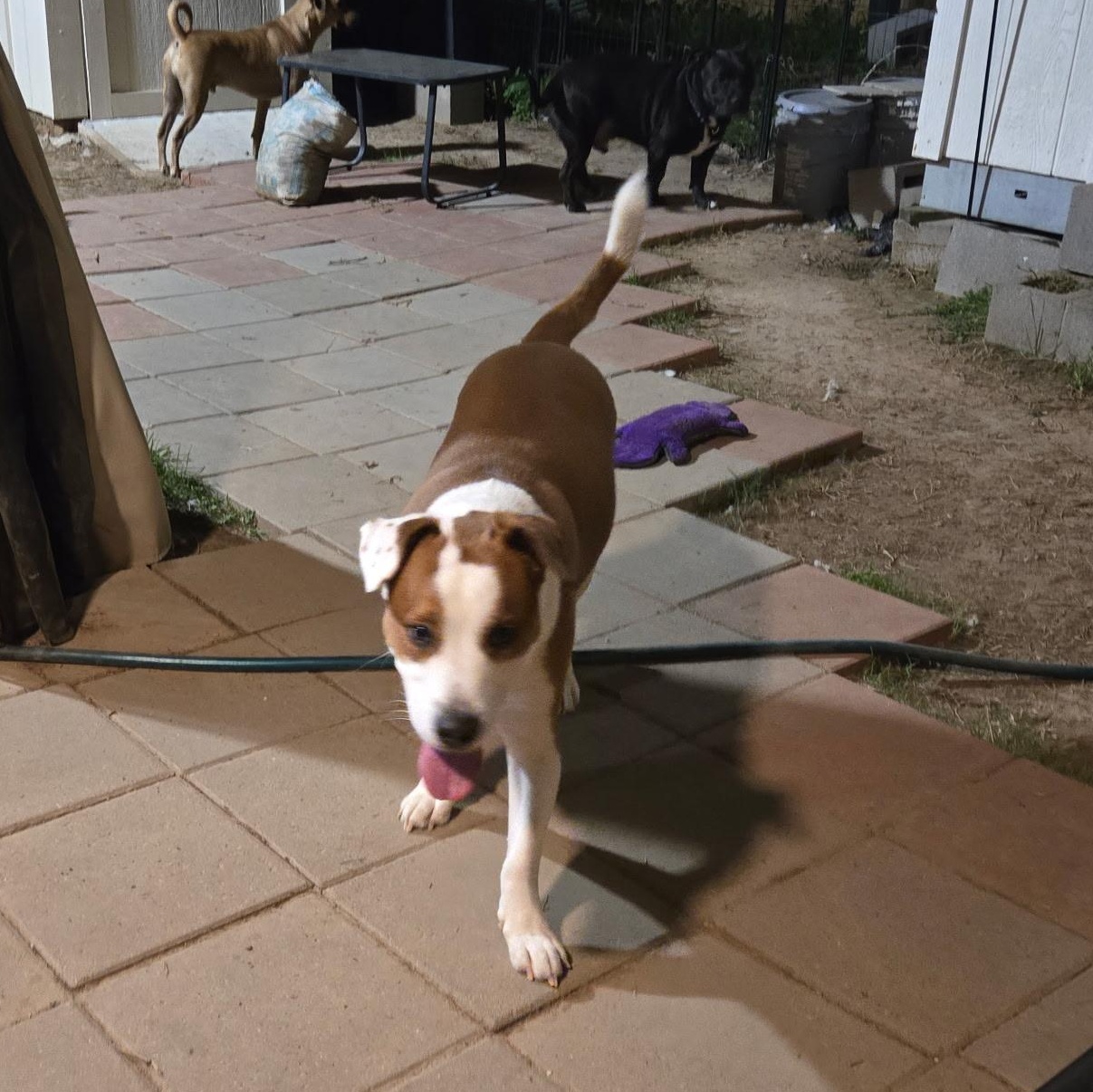 PLUTO, an adopted mixed breed in Bend, OR image 5/6