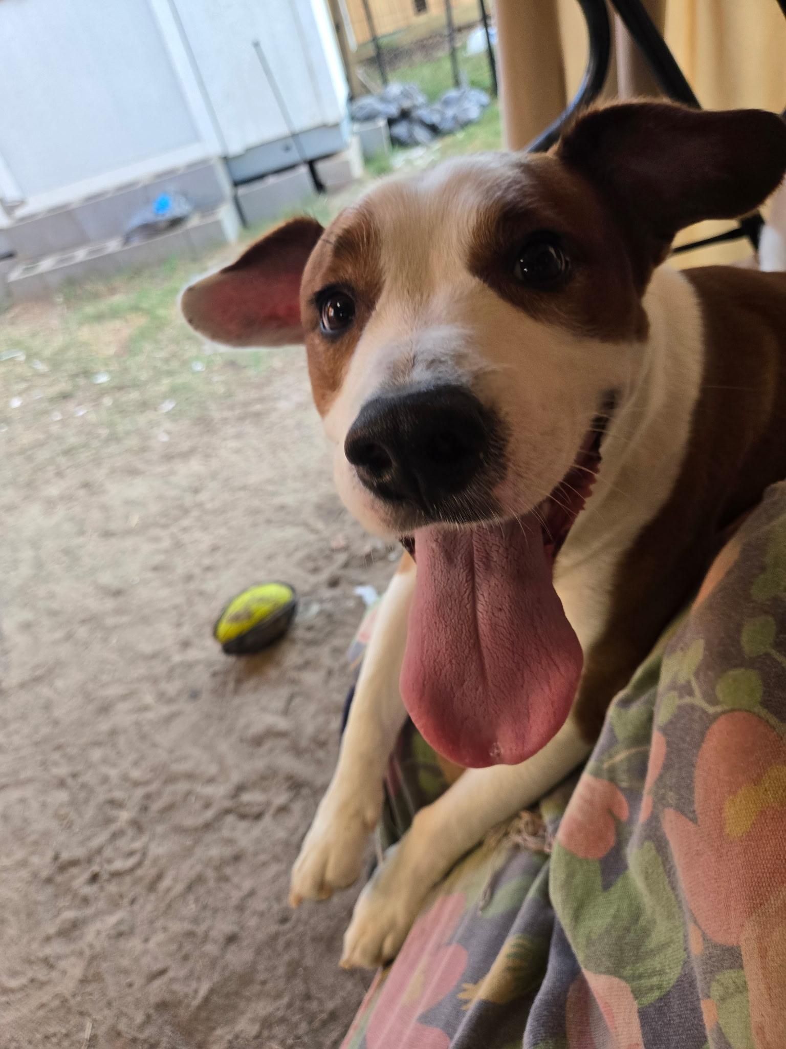 PLUTO, an adopted mixed breed in Bend, OR image 1/6