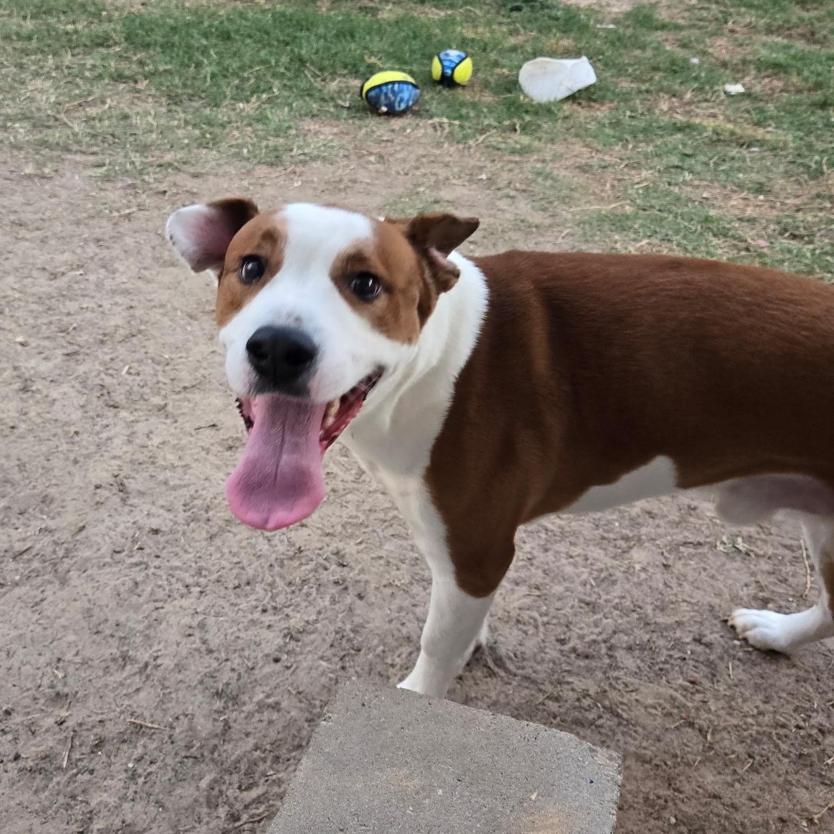 PLUTO, an adopted mixed breed in Bend, OR image 3/6