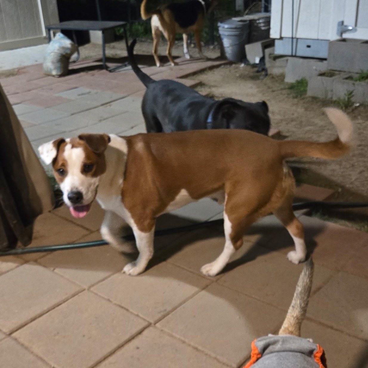 PLUTO, an adopted mixed breed in Bend, OR image 2/6