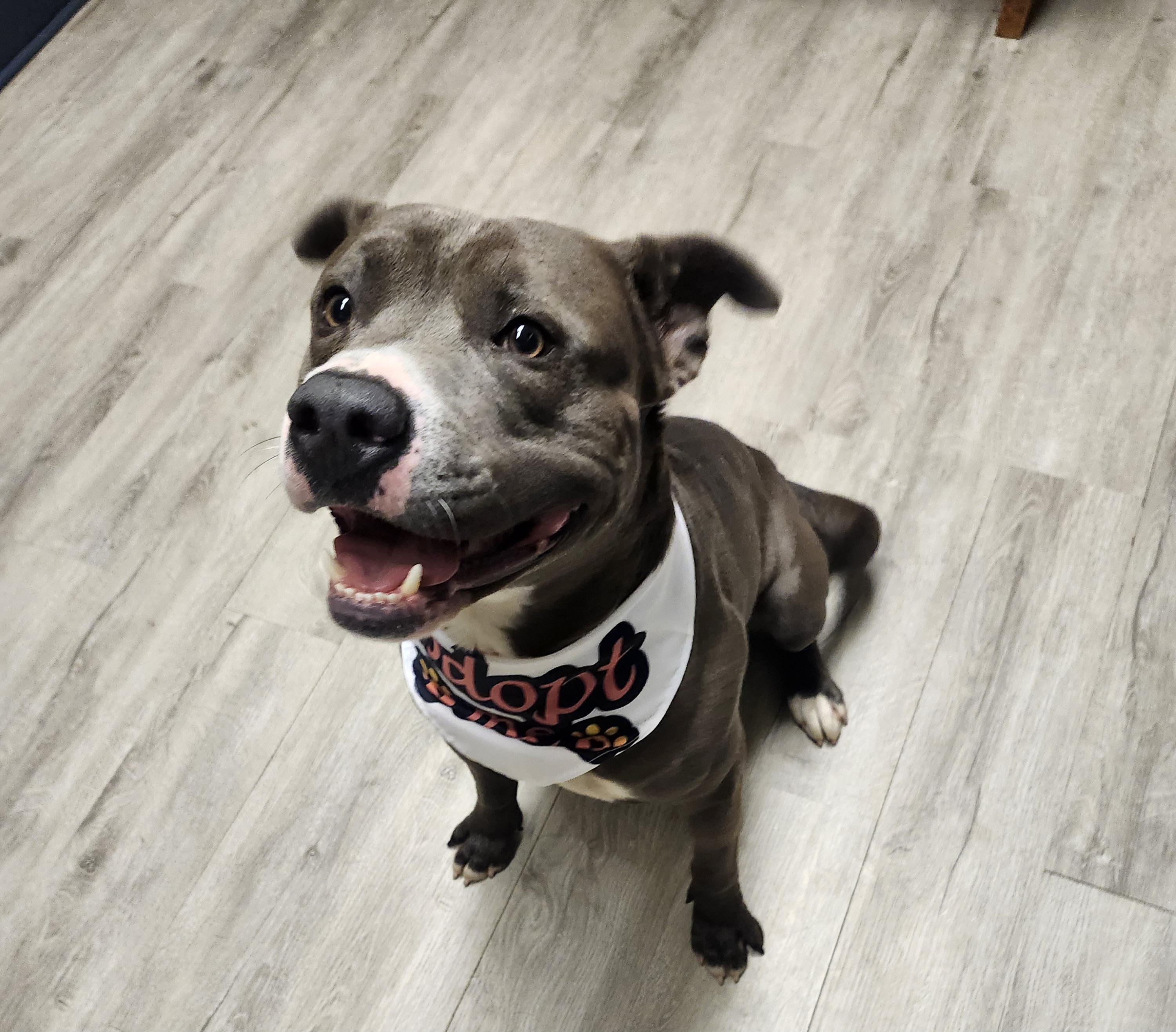 Elias, Adoptable, Young Male Pit Bull Terrier.