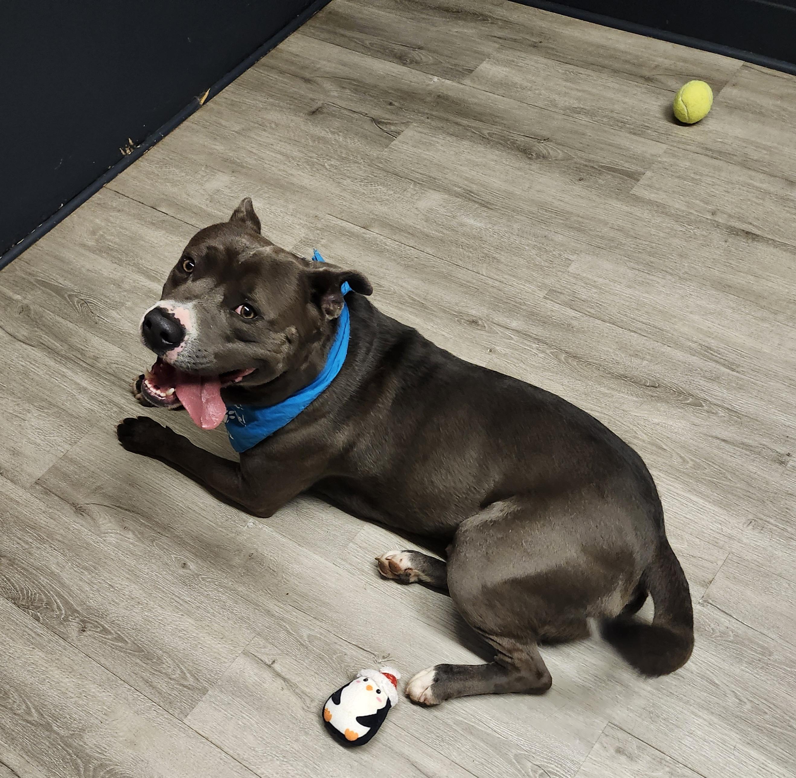 Enlarge Elias, a Adoptable mixed breed in Mansfield, OH image 2/4