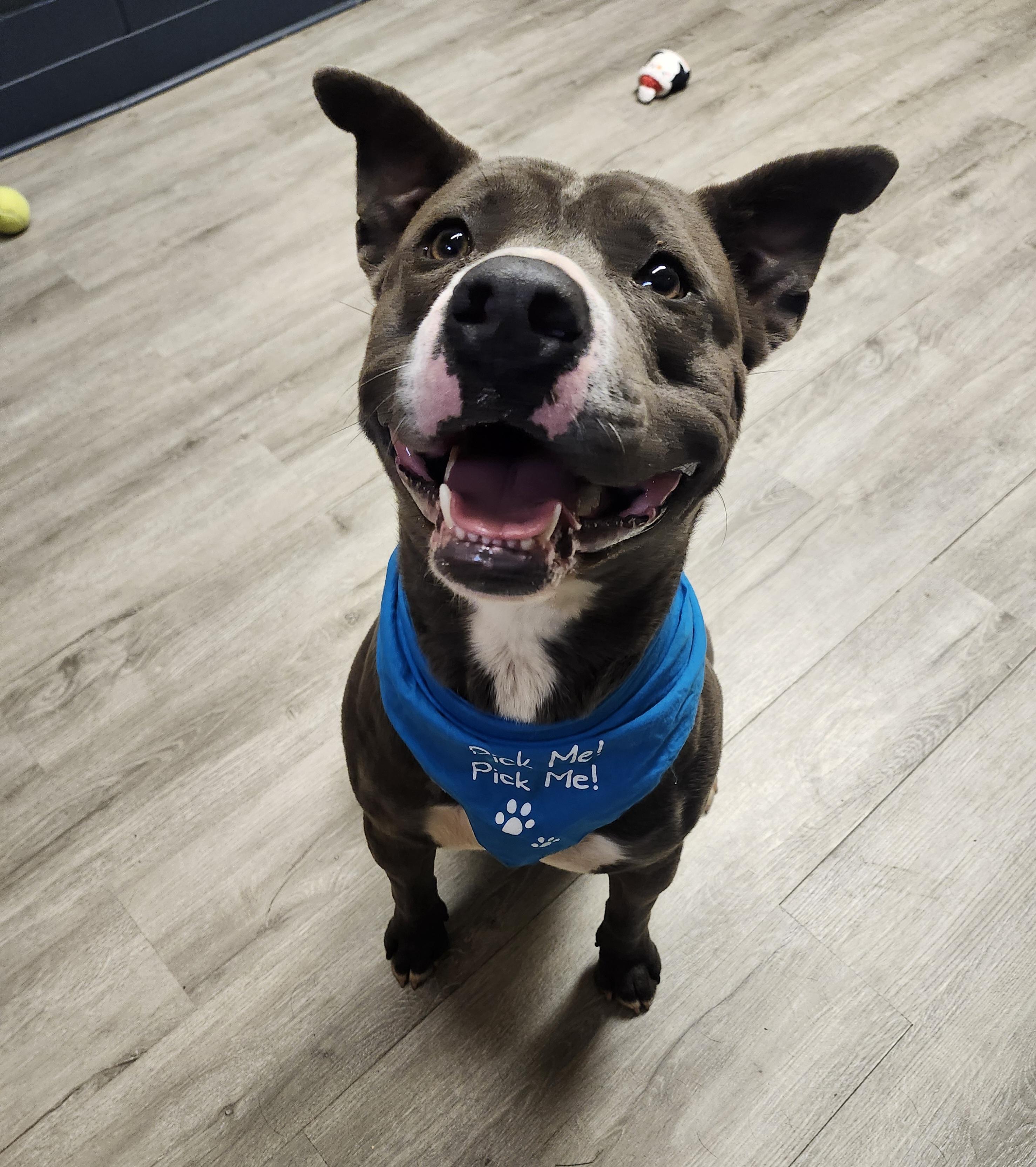 Enlarge Elias, a Adoptable mixed breed in Mansfield, OH image 3/4
