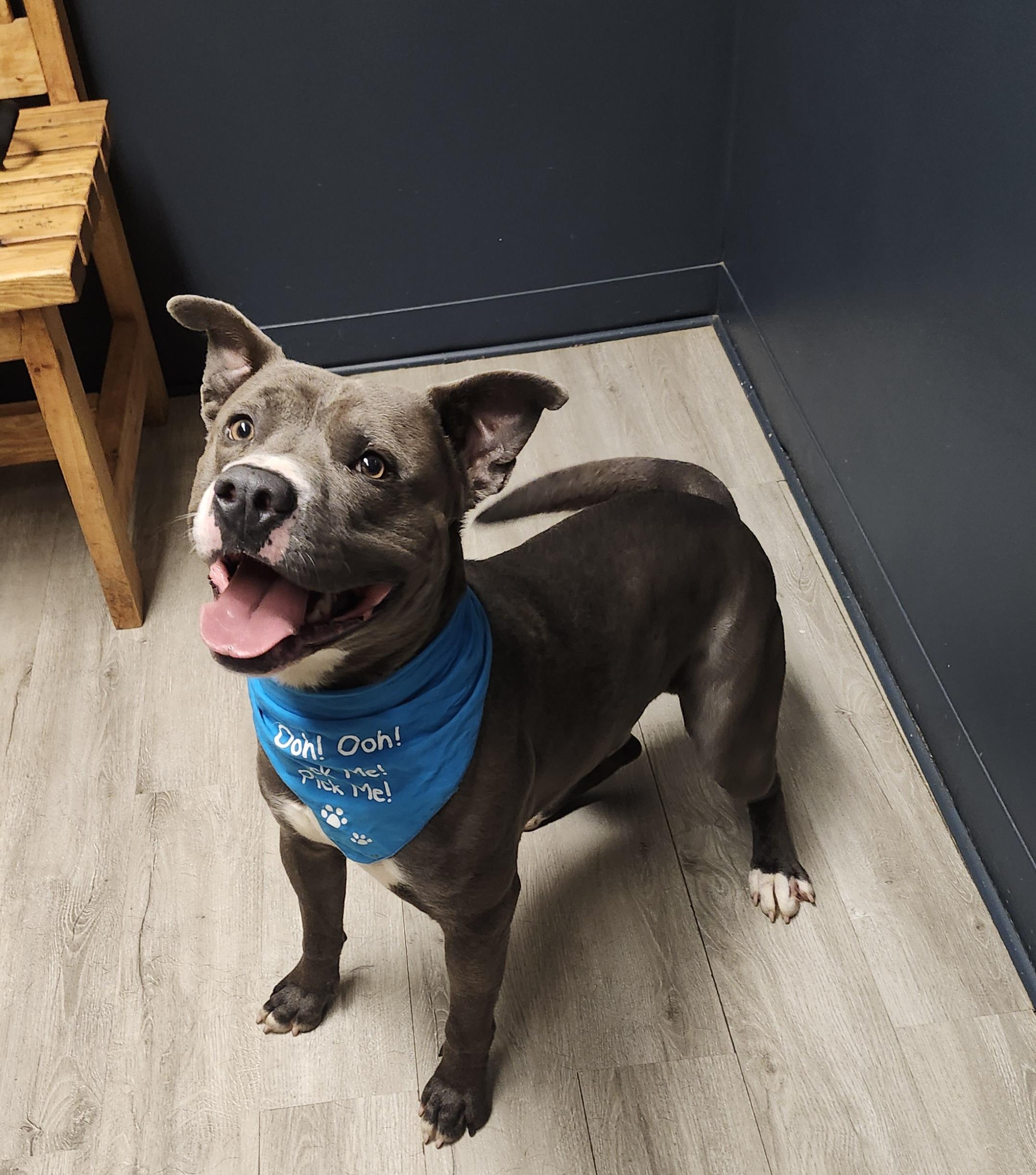 Enlarge Elias, a Adoptable mixed breed in Mansfield, OH image 4/4