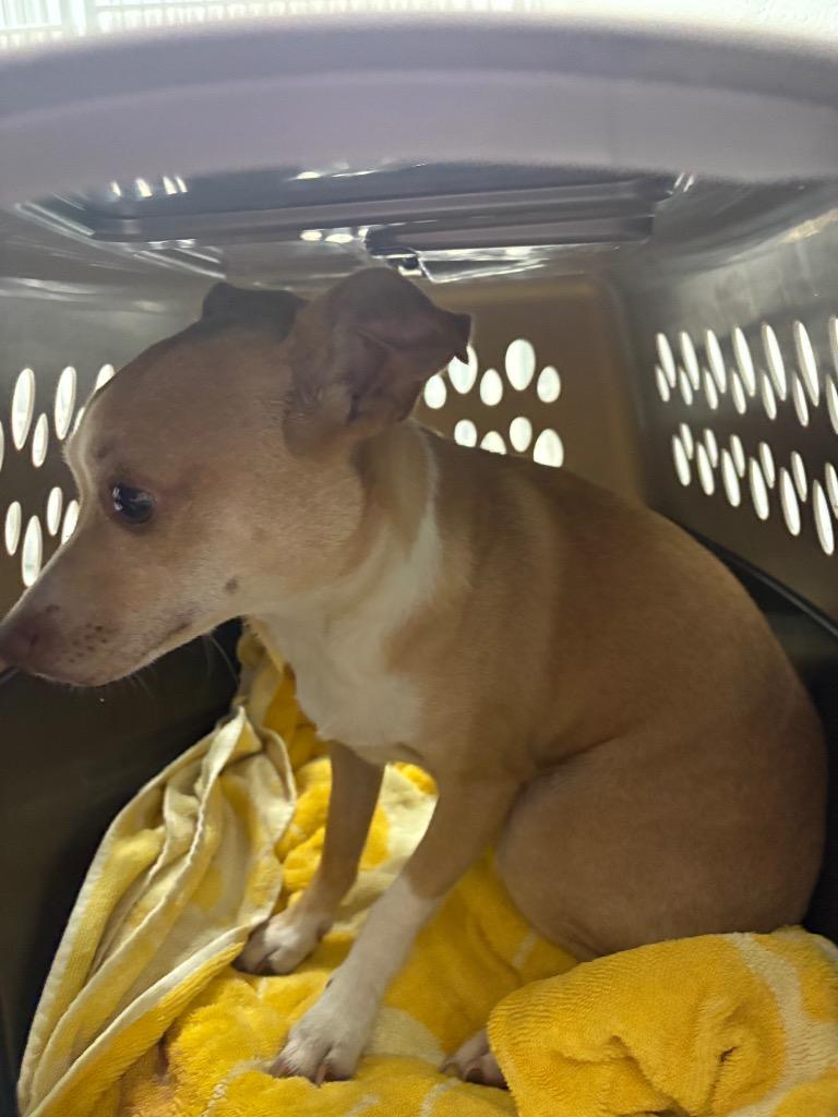 Enlarge Precious, a Adoptable mixed breed in Mocksville, NC image 2/4