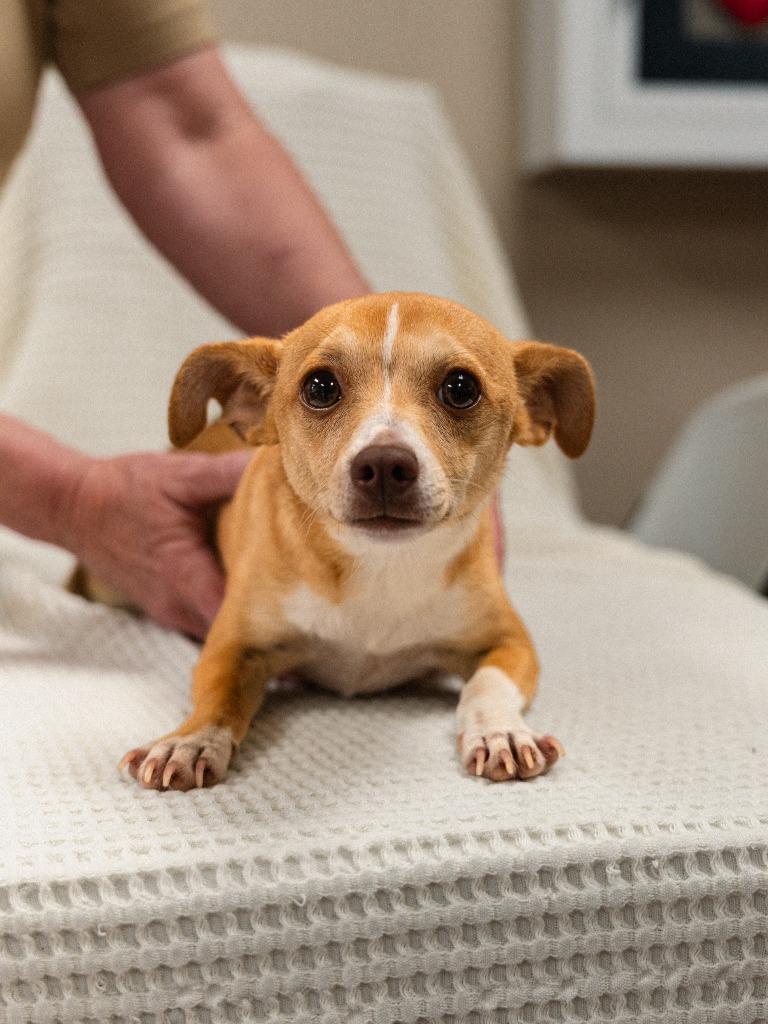 Enlarge Precious, a Adoptable mixed breed in Mocksville, NC image 3/4