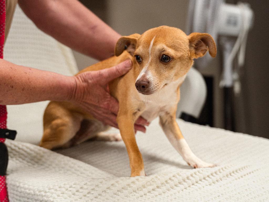 Enlarge Precious, a Adoptable mixed breed in Mocksville, NC image 4/4
