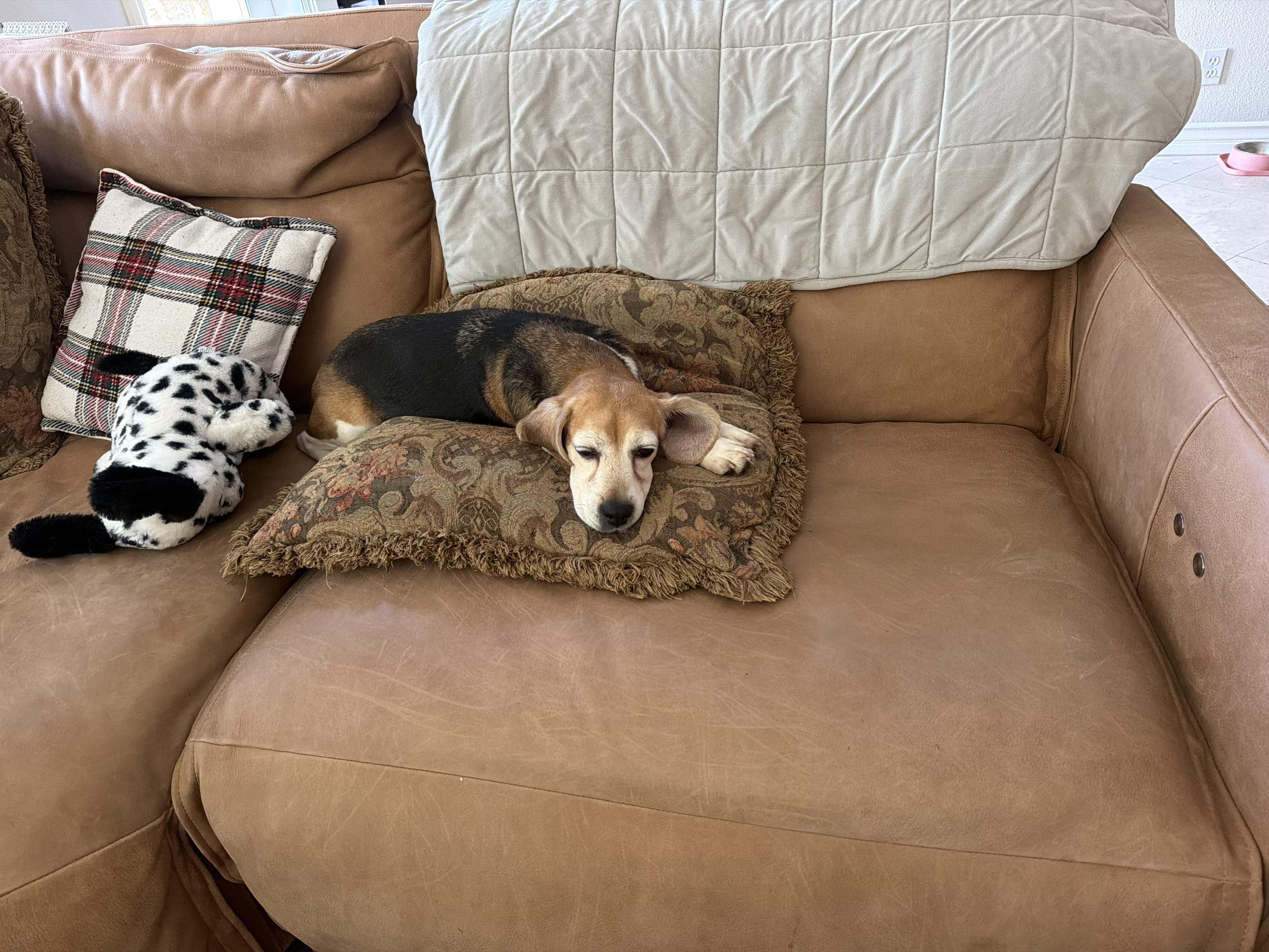 Enlarge Philly, a Adoptable Beagle in San Juan Capistrano, CA image 2/2