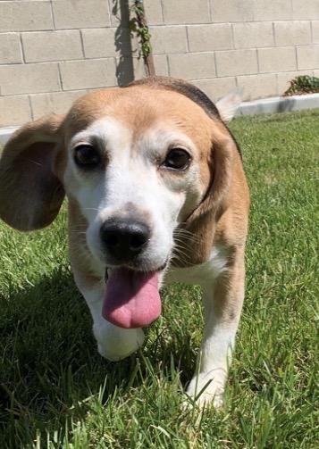 Enlarge Philly, a Adoptable Beagle in San Juan Capistrano, CA image 1/2