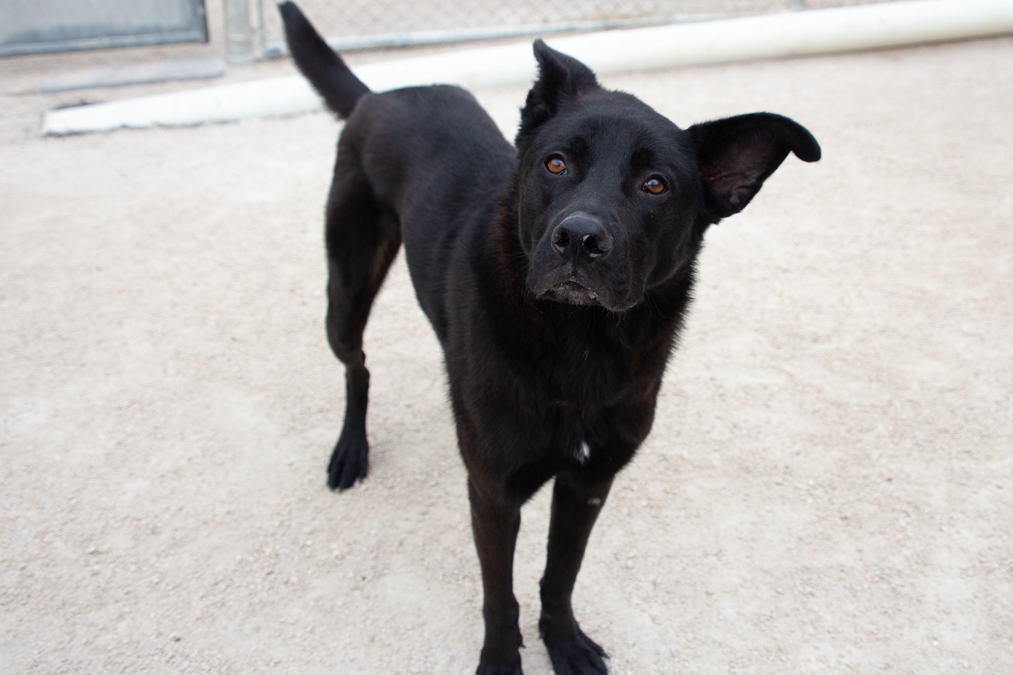 Duffy, an adoptable Labrador Retriever in Winnipeg, MB, R3E 3N8 | Photo Image 3