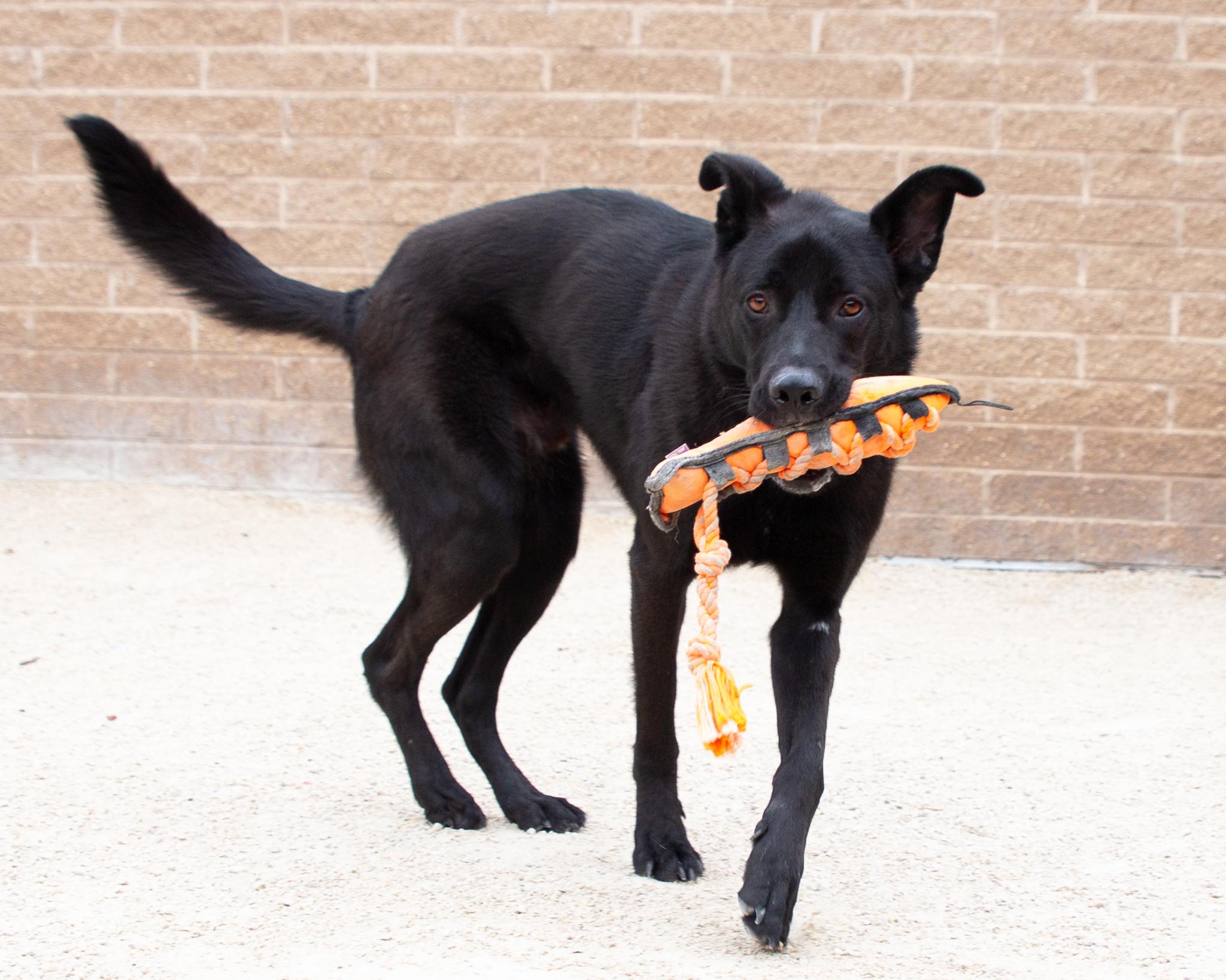 Duffy, an adoptable Labrador Retriever in Winnipeg, MB, R3E 3N8 | Photo Image 2