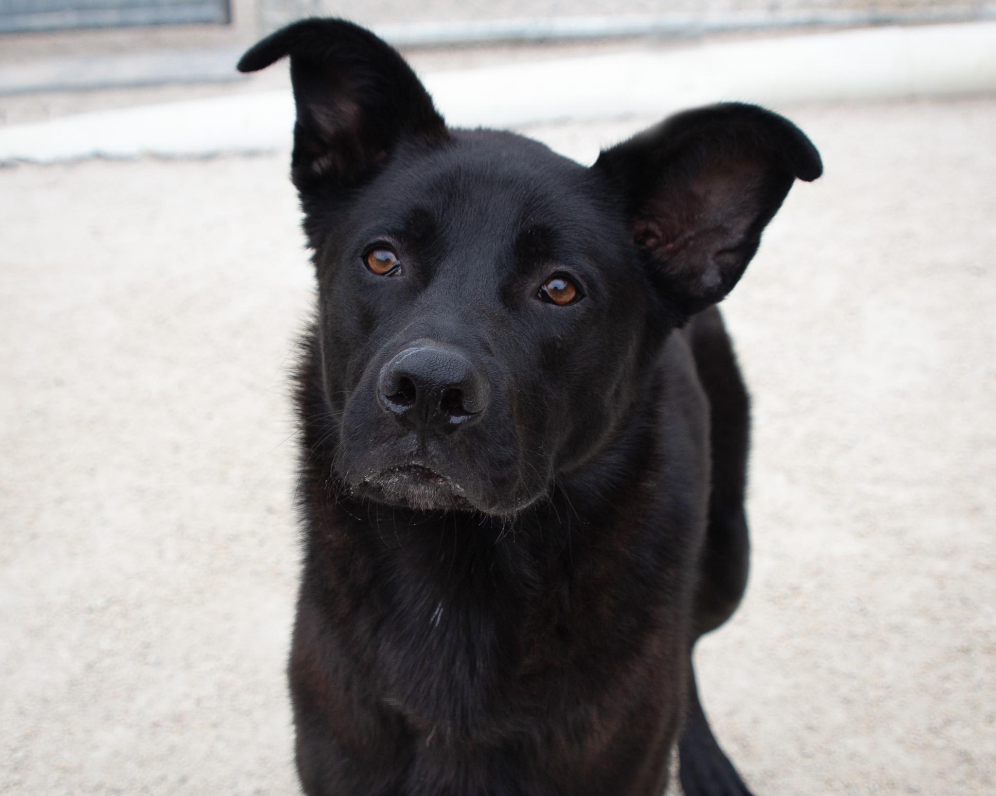 Duffy - IN FOSTER, adoptable, Adult Male Labrador Retriever.