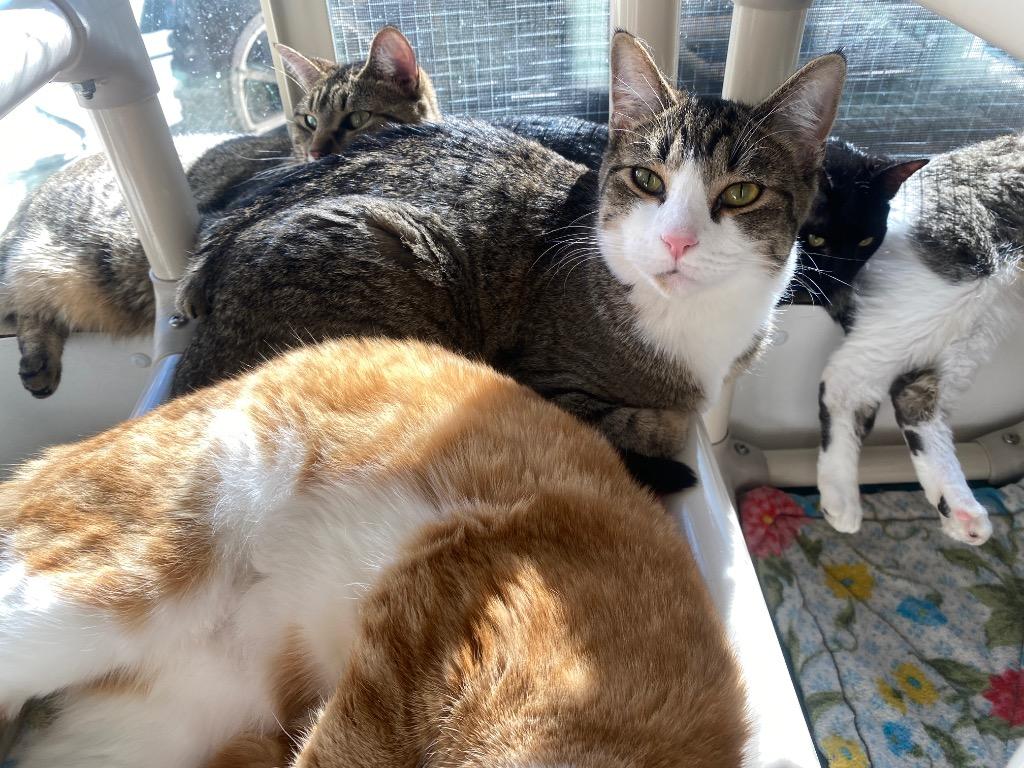 Nike, Adoptable, Adult Male Domestic Short Hair.