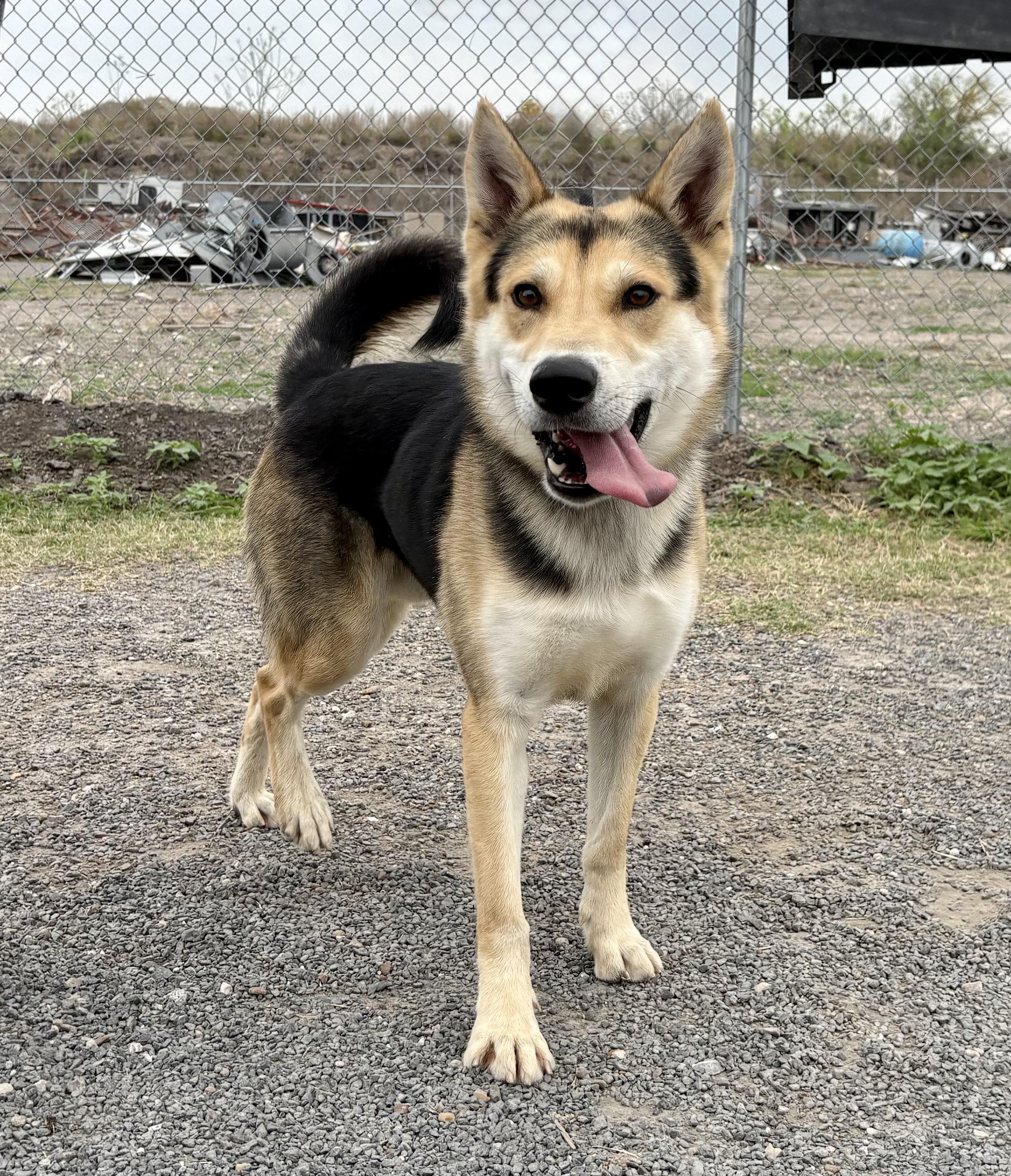 Enlarge Diesel, a Adopted mixed breed in Houston, TX image 1/4