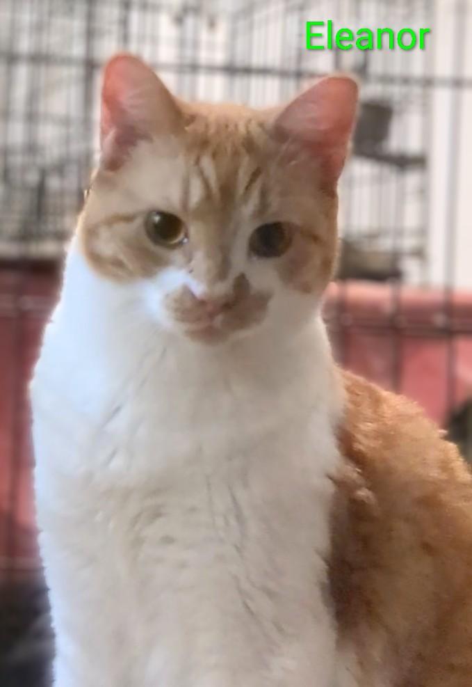 Enlarge Eleanor, a Adoptable Domestic Short Hair in St Catharines, ON image 2/2