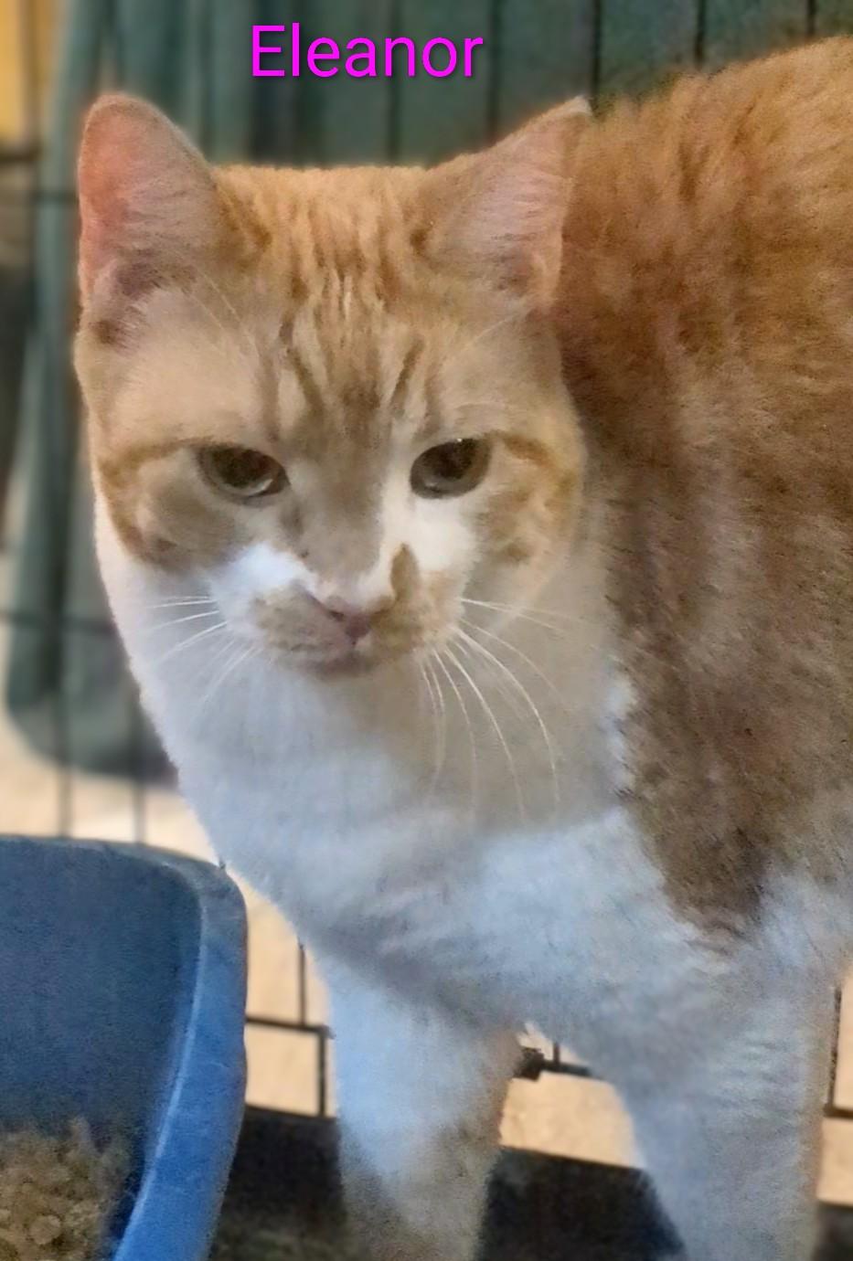 Eleanor, Adoptable, Adult Female Domestic Short Hair.