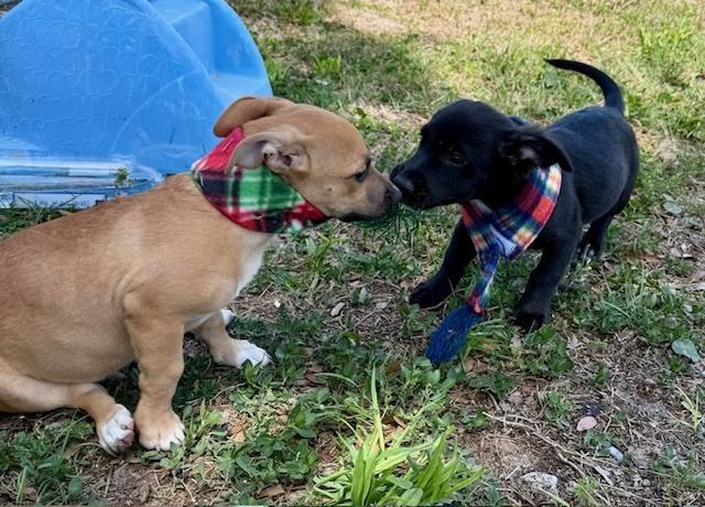 Enlarge Sammy Davis Jr, a Adoptable mixed breed in Crescent City, FL image 1/6