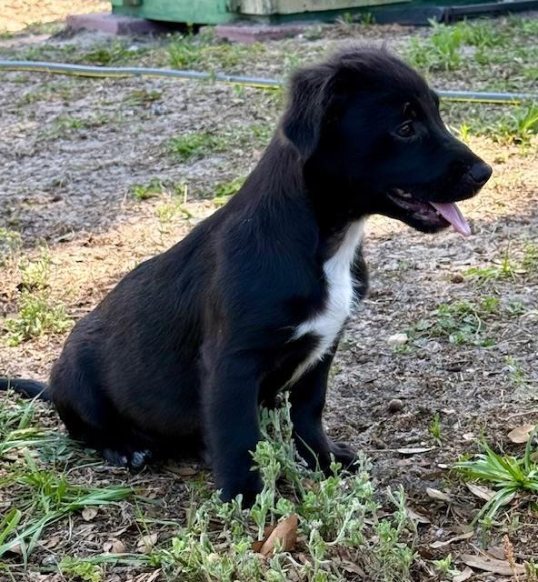 Enlarge Sammy Davis Jr, a Adoptable mixed breed in Crescent City, FL image 2/6
