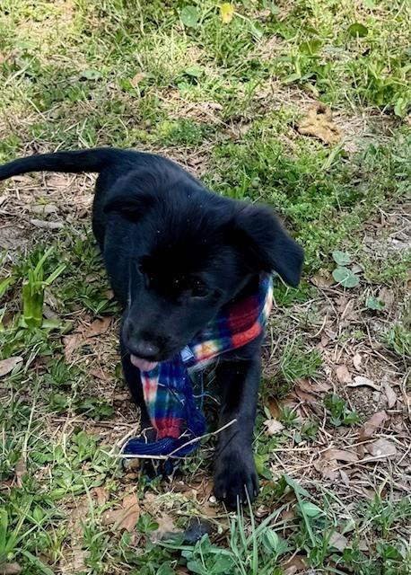 Enlarge Sammy Davis Jr, a Adoptable mixed breed in Crescent City, FL image 3/6