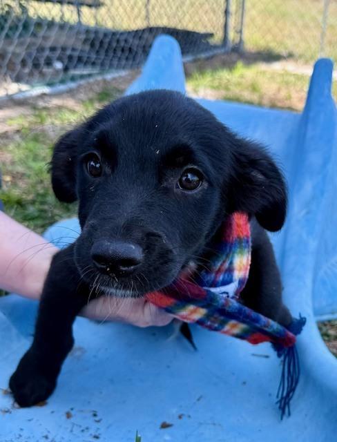Enlarge Sammy Davis Jr, a Adoptable mixed breed in Crescent City, FL image 4/6