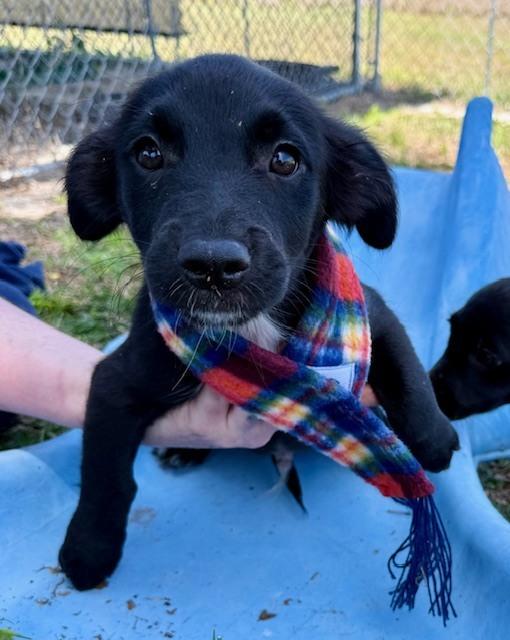 Enlarge Sammy Davis Jr, a Adoptable mixed breed in Crescent City, FL image 5/6