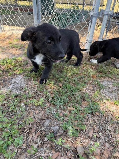 Enlarge Sammy Davis Jr, a Adoptable mixed breed in Crescent City, FL image 6/6