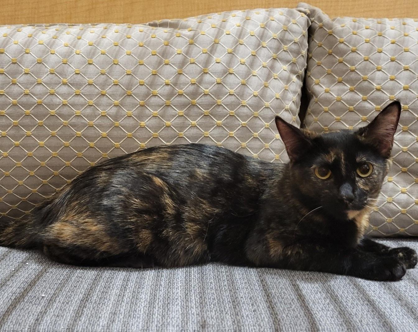 Ember, Adoptable, Kitten Female Domestic Short Hair & Tortoiseshell.