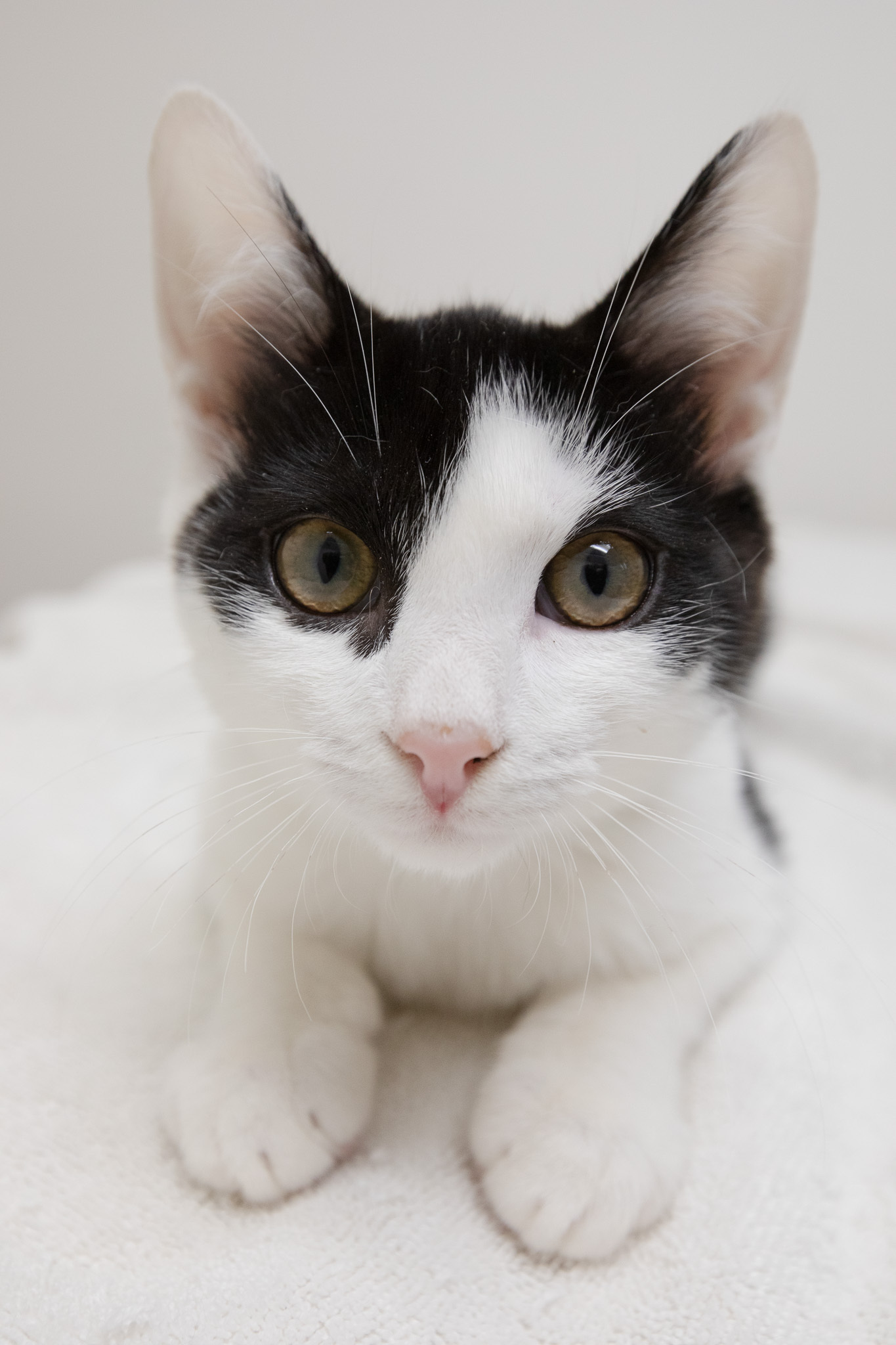 Catpernicus