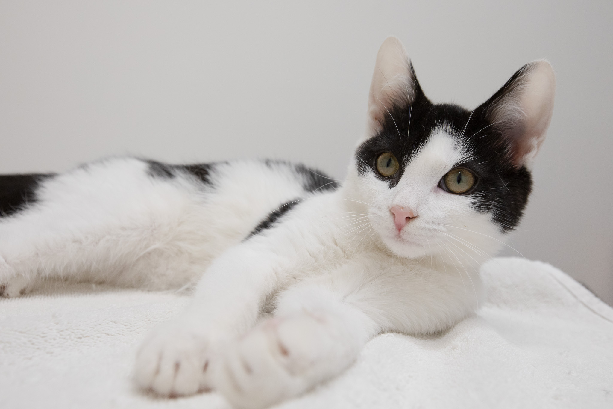 Catpernicus