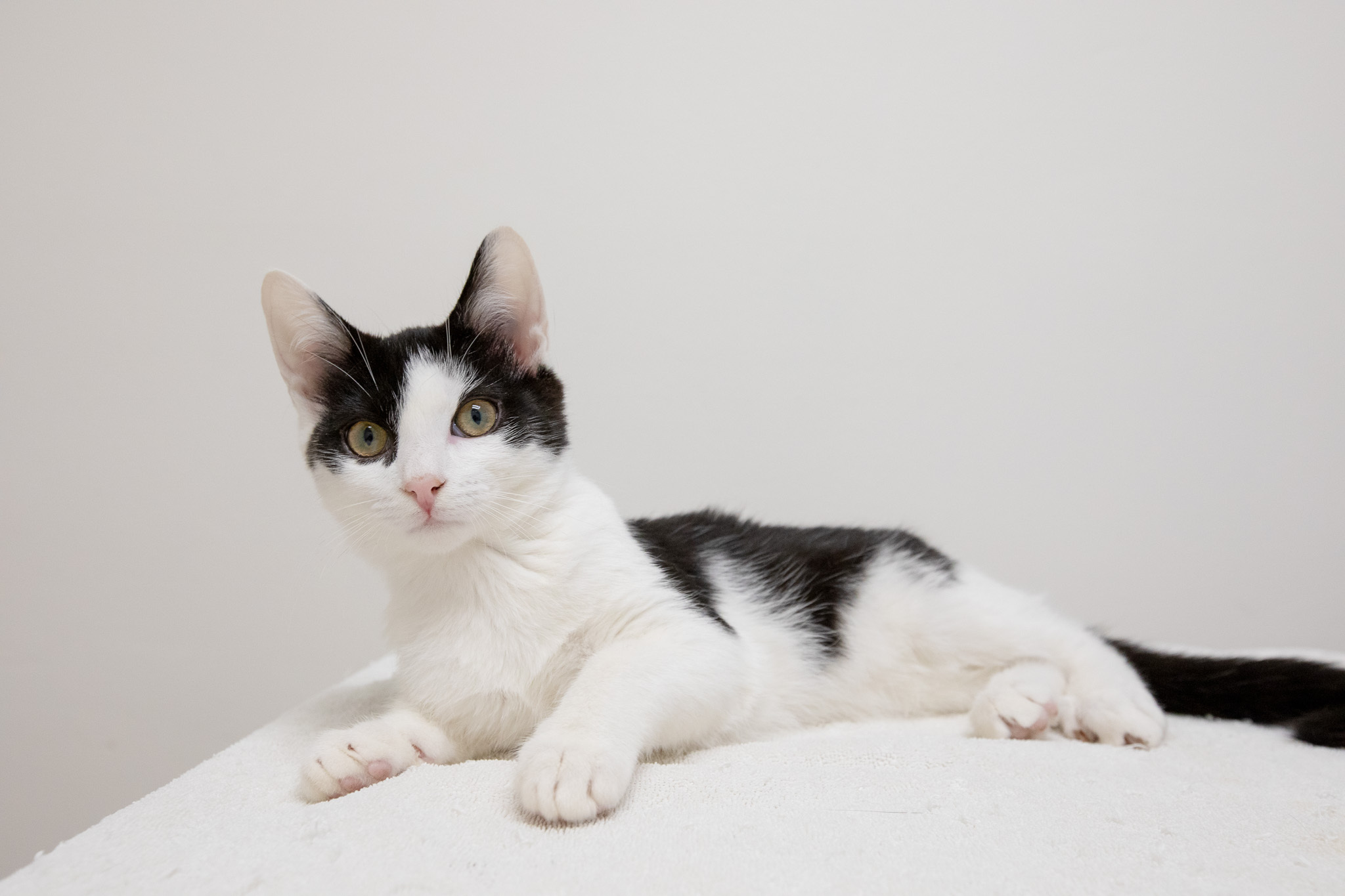 Catpernicus