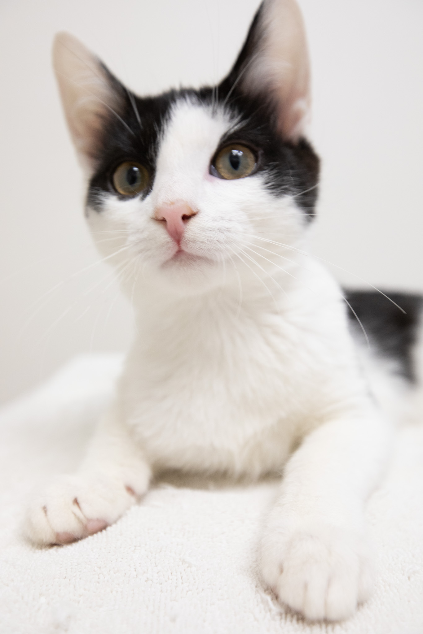 Catpernicus