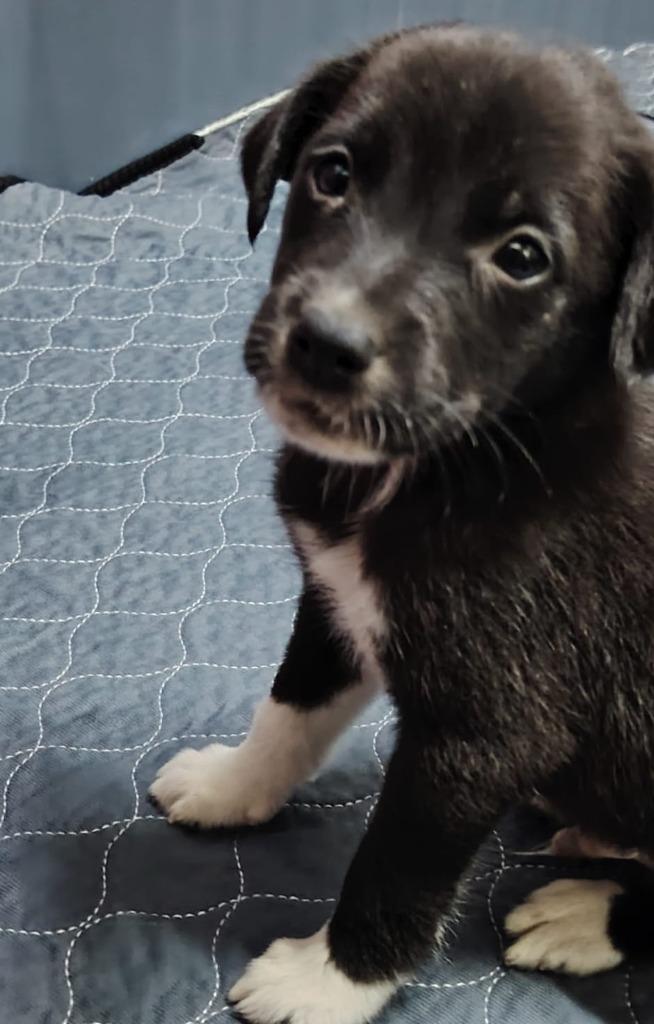 Niko — thumbnail 3