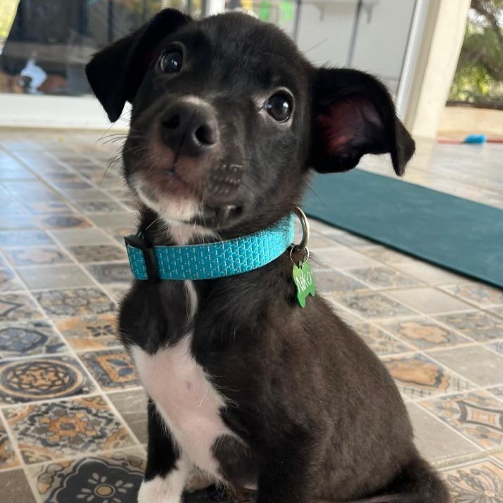 Niko — thumbnail 4