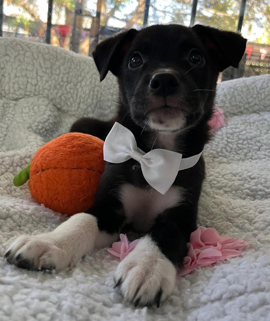 Niko — thumbnail 5