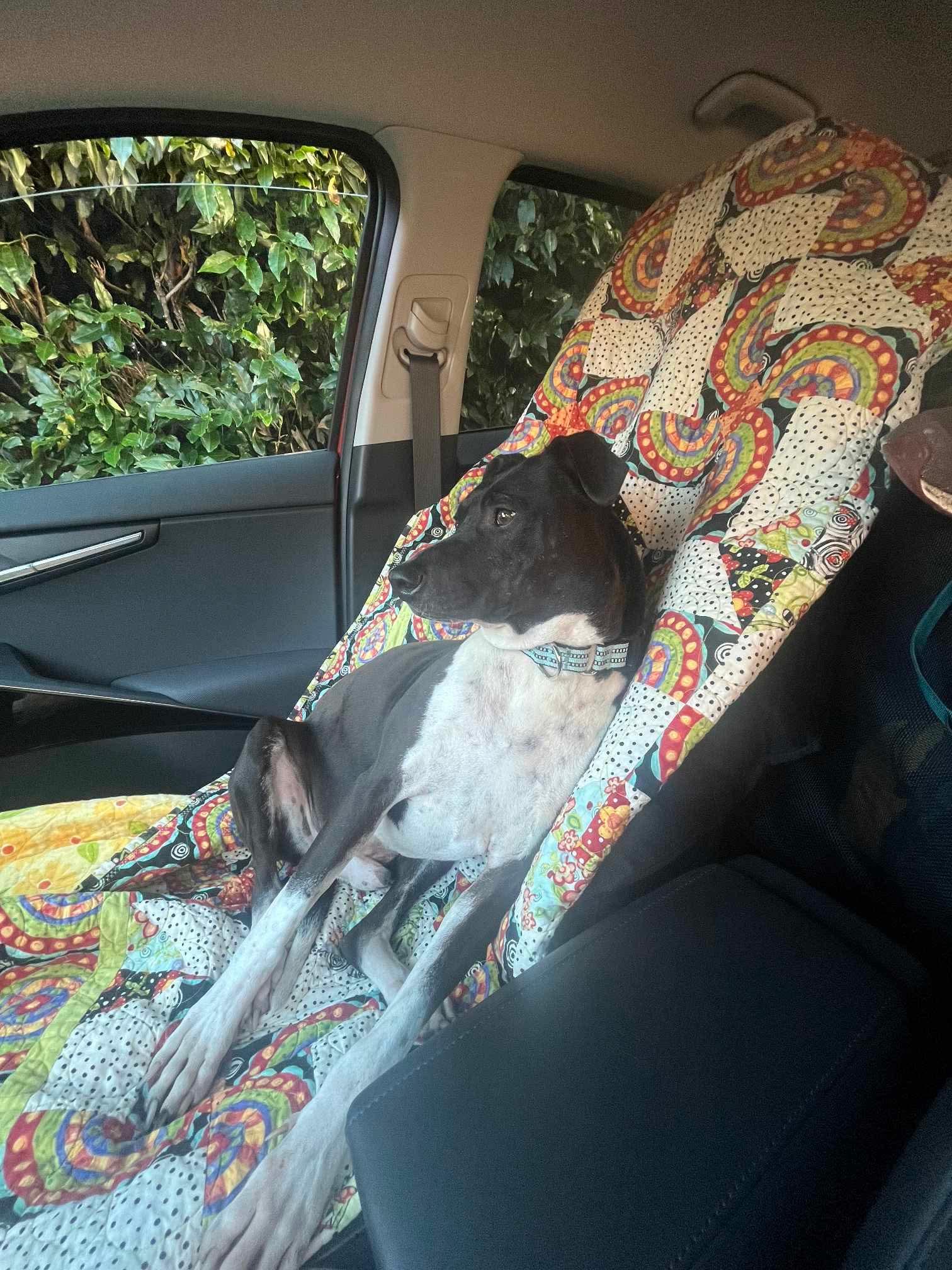 Enlarge Tony, a Adoptable Mixed Breed in Puyallup, WA image 3/6