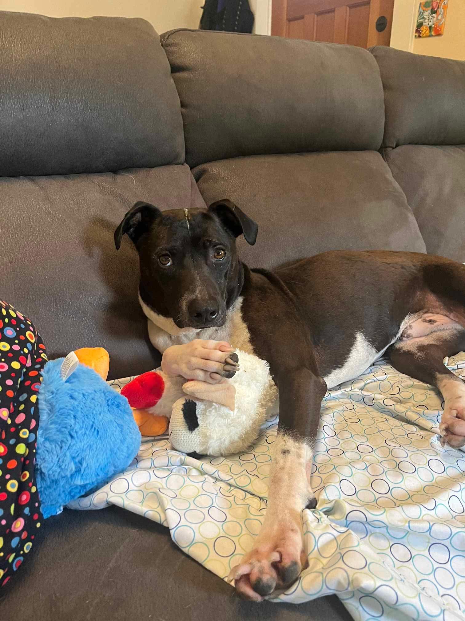 Enlarge Tony, a Adoptable Mixed Breed in Puyallup, WA image 6/6