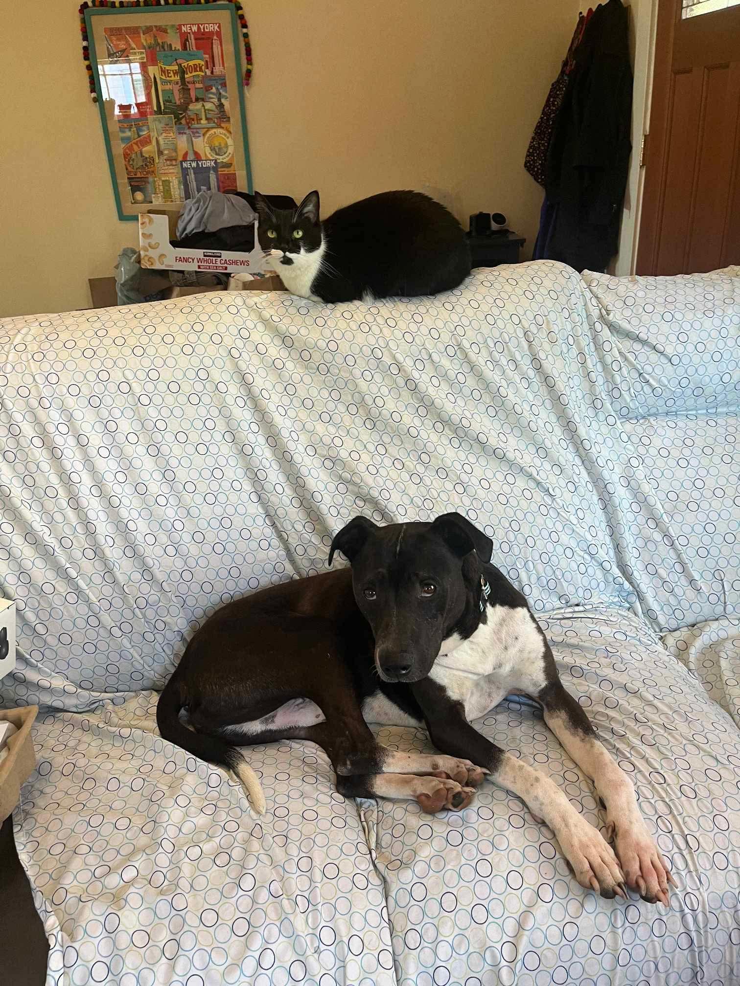 Enlarge Tony, a Adoptable Mixed Breed in Puyallup, WA image 5/6