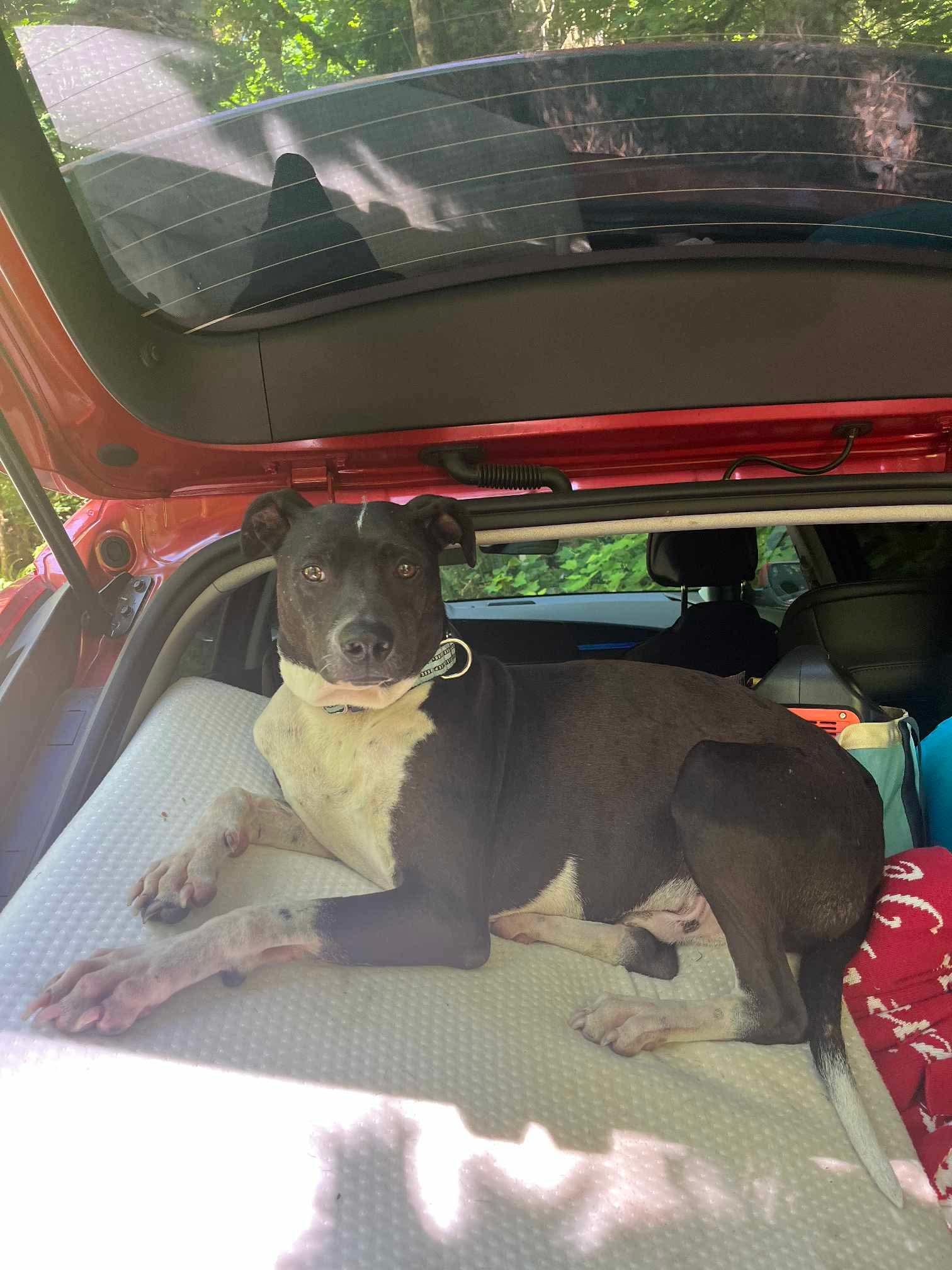 Enlarge Tony, a Adoptable Mixed Breed in Puyallup, WA image 2/6